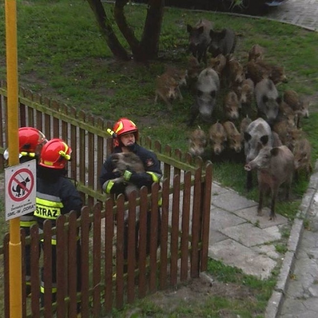 13 фото, после просмотра которых, хочется делать добро! Всё-таки в мире есть вещи, которыми человечество может гордиться... 13 фото, после просмотра которых, хочется делать добро! Всё-таки в мире есть вещи, которыми человечество может гордиться...