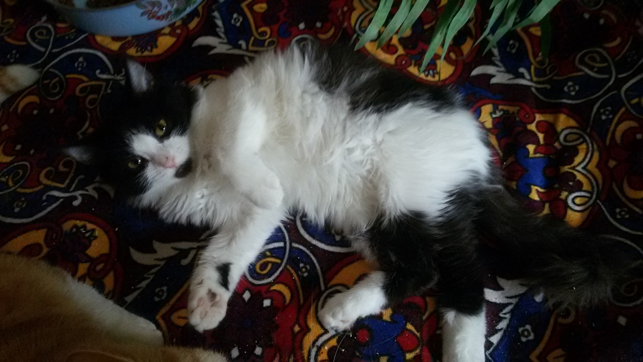 Котят тоже приносят аисты) Лиза ищет дом! Котят тоже приносят аисты) Лиза ищет дом!