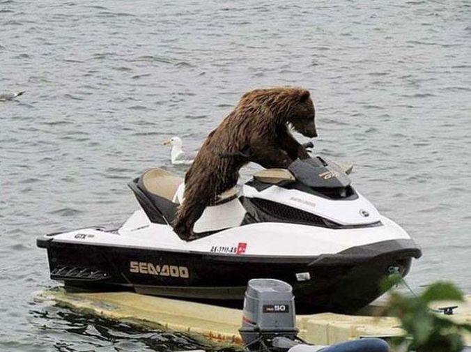 Самые забавные снимки с медведями