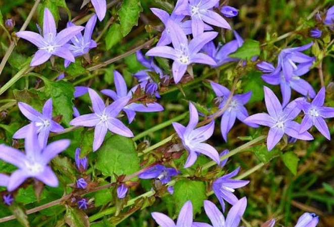 ����������� ���������