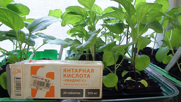 12 натуральных удобрений для комнатных цветов, эффективность которых вне конкуренции 12 натуральных удобрений для комнатных цветов, эффективность которых вне конкуренции