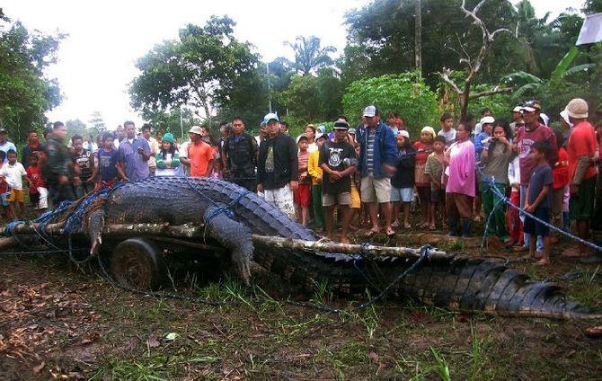 Интересные факты о пресмыкающихся, Огромный морской крокодил