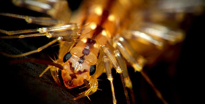 ExtinctCreatures02 Слава богу, они вымерли! 25 ужасных тварей, которые когда то населяли Землю