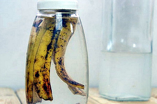 12 натуральных удобрений для комнатных цветов, эффективность которых вне конкуренции 12 натуральных удобрений для комнатных цветов, эффективность которых вне конкуренции
