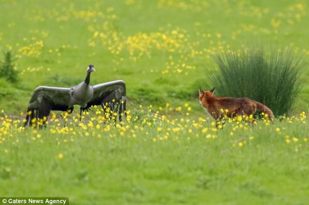Лиса хотела полакомиться молодыми журавликами животные, события, фото