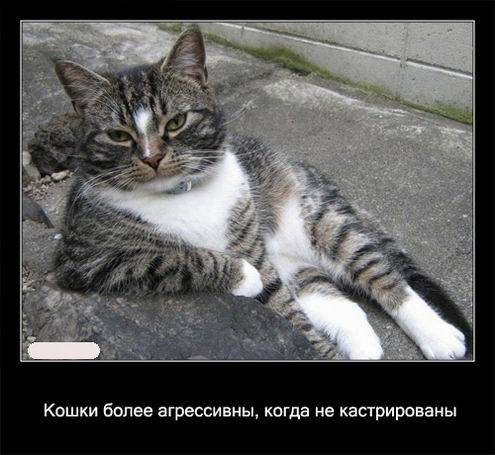 Интересные факты о кошках в картинках Интересные факты о кошках в картинках