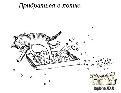 Обязанности кота Обязанности кота дом, кот, обязанности