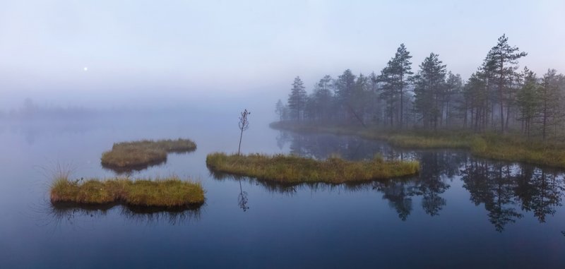 Болота ленинградской области, которые поражают своей красотой болото, природа, фотографии