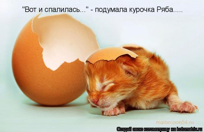 Лучшие котоматрицы недели (50 фото)