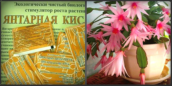 12 натуральных удобрений для комнатных цветов, эффективность которых вне конкуренции 12 натуральных удобрений для комнатных цветов, эффективность которых вне конкуренции
