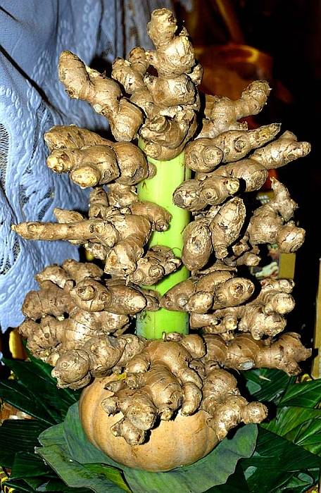 Колпаковая печь Кузнецова: кладка своими руками, схемы, порядовка Колпаковая печь Кузнецова: кладка своими руками, схемы, порядовка