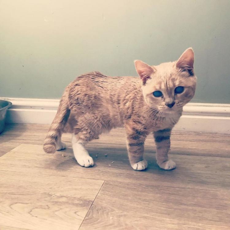 Котенок, который никогда не вырастет: малыш Манчи