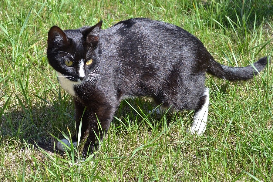 Кот, который огурцы жрет