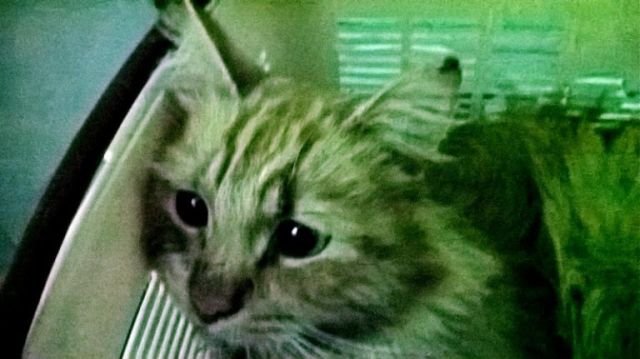 Как серпуховские студенты кота спасли Как серпуховские студенты кота спасли
