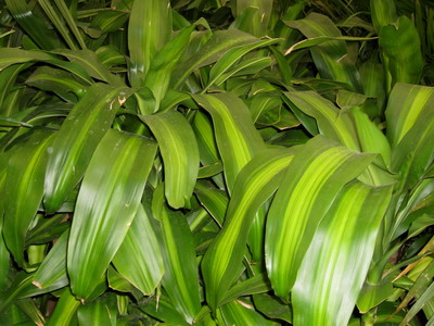 Драцена душистая (Dracaena Fragrans): уход и размножение Драцена душистая (Dracaena Fragrans): уход и размножение