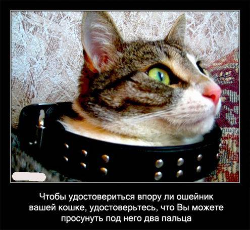 Интересные факты о кошках в картинках Интересные факты о кошках в картинках
