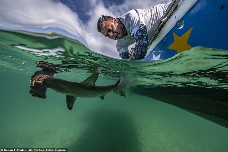 30 потрясающих снимков с конкурса подводной фотографии Ocean Art 2020
