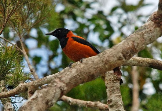 pitohui_dichrous_01 pitohui_dichrous_01