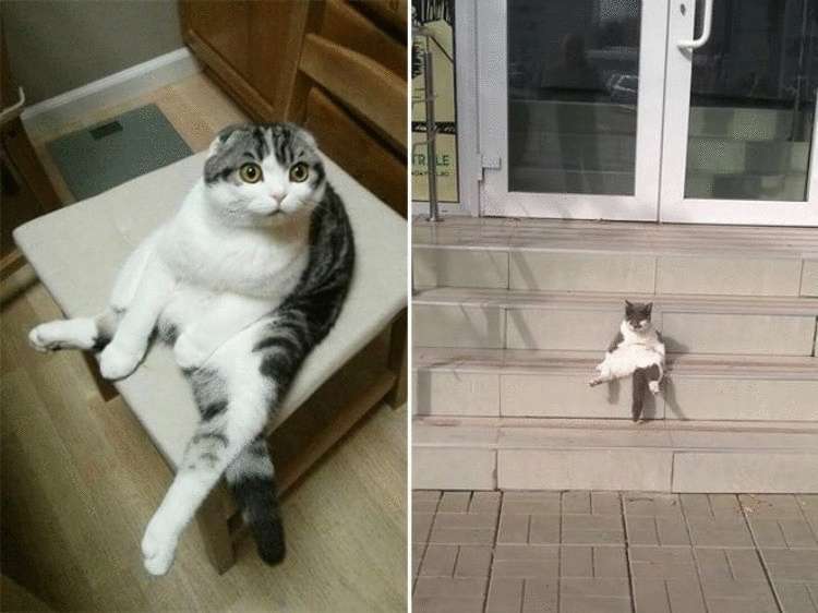 Смешные кошки, которые разучились сидеть по-кошачьи Смешные кошки, которые разучились сидеть по-кошачьи