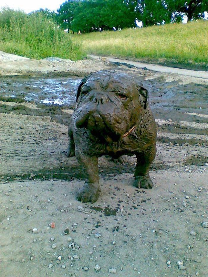 После прогулки с любимым псом...