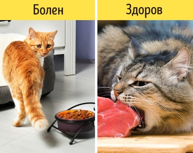 Какие признаки указывают на то, что питомца надо срочно показать ветеринару