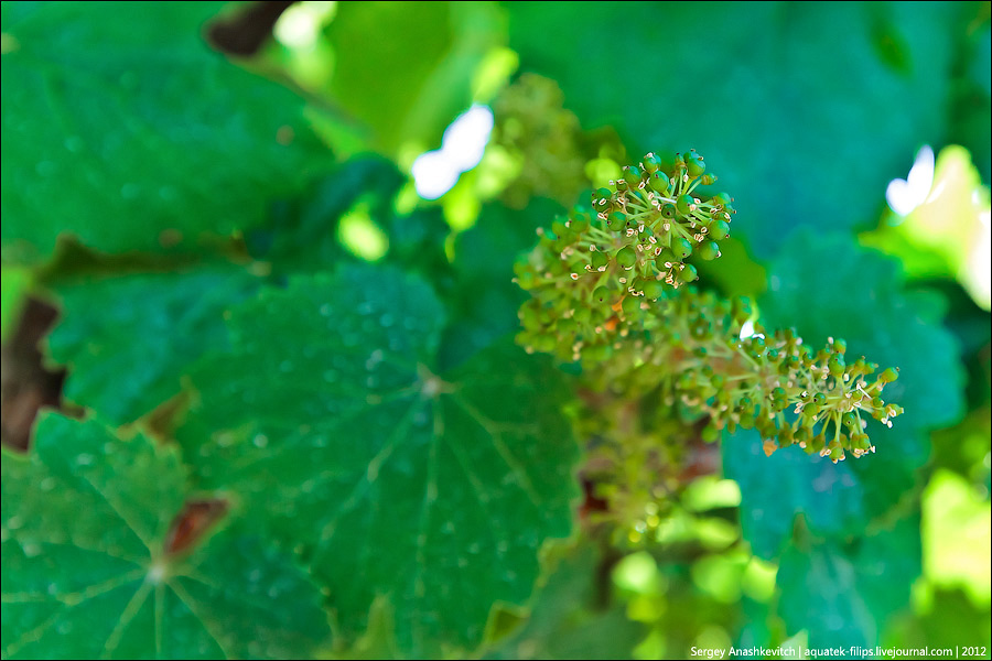 Цветение виноградников в Крыму
