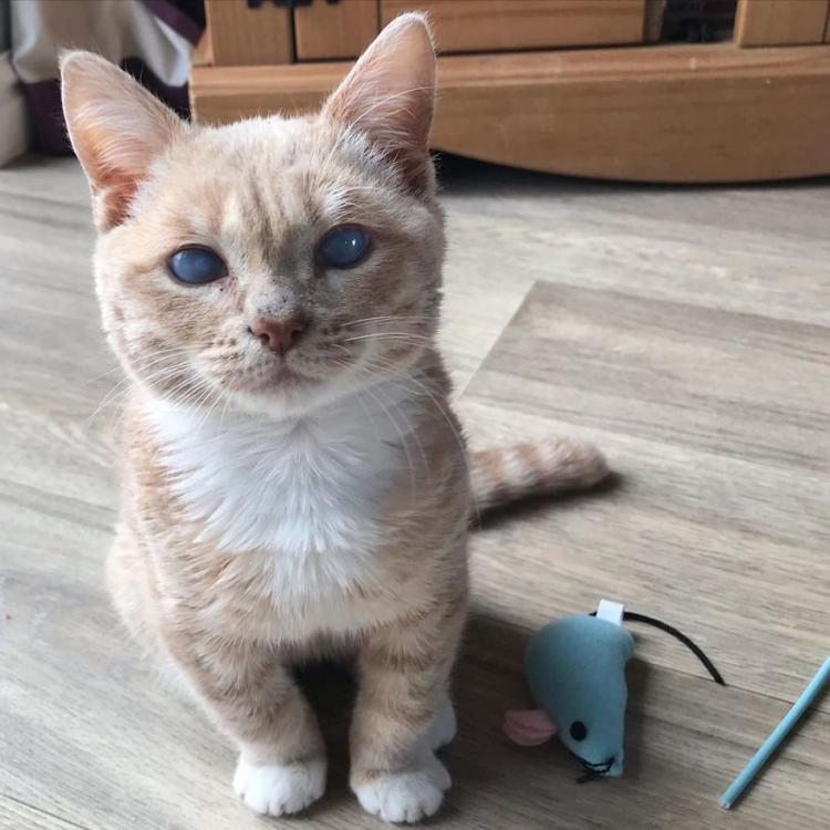Котенок, который никогда не вырастет: малыш Манчи