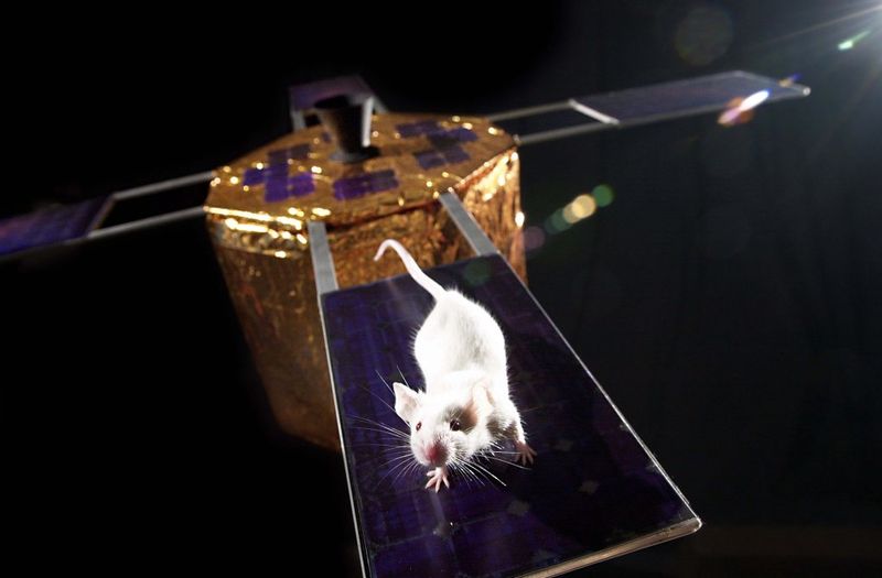 animalspace13 animalspace13 История покорения космоса животными