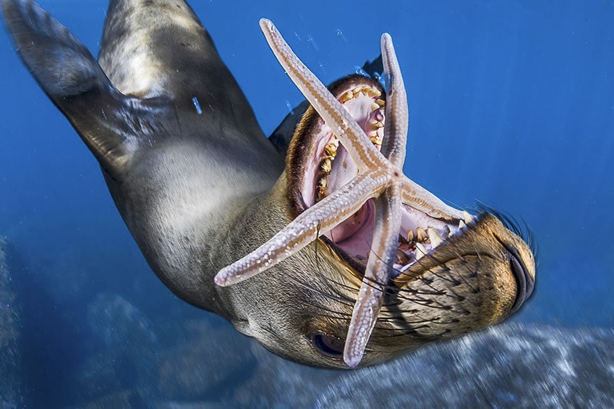 33 fotos, que a revista National Geographic chamou as melhores fotos de vida selvagem de 2017