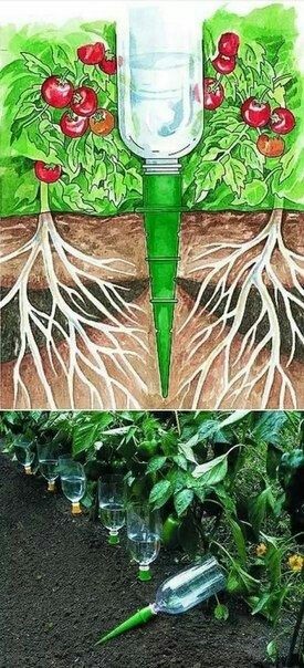 Пластиковые бутылки на даче pinterest, дача, пластиковые бутылки, длиннопост