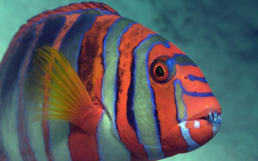 Explore coral reefs 19 Коралловые рифы в фотографиях