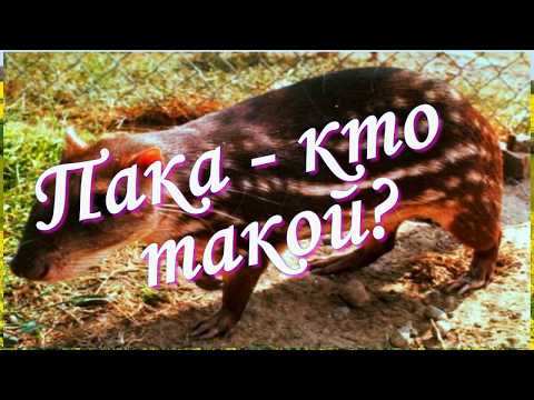 Пака - кто такой Пака - кто такой