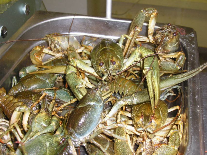 Раки, рыбалка, рецепт, блюдо, кухня