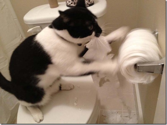 CatsVsTurtles-0