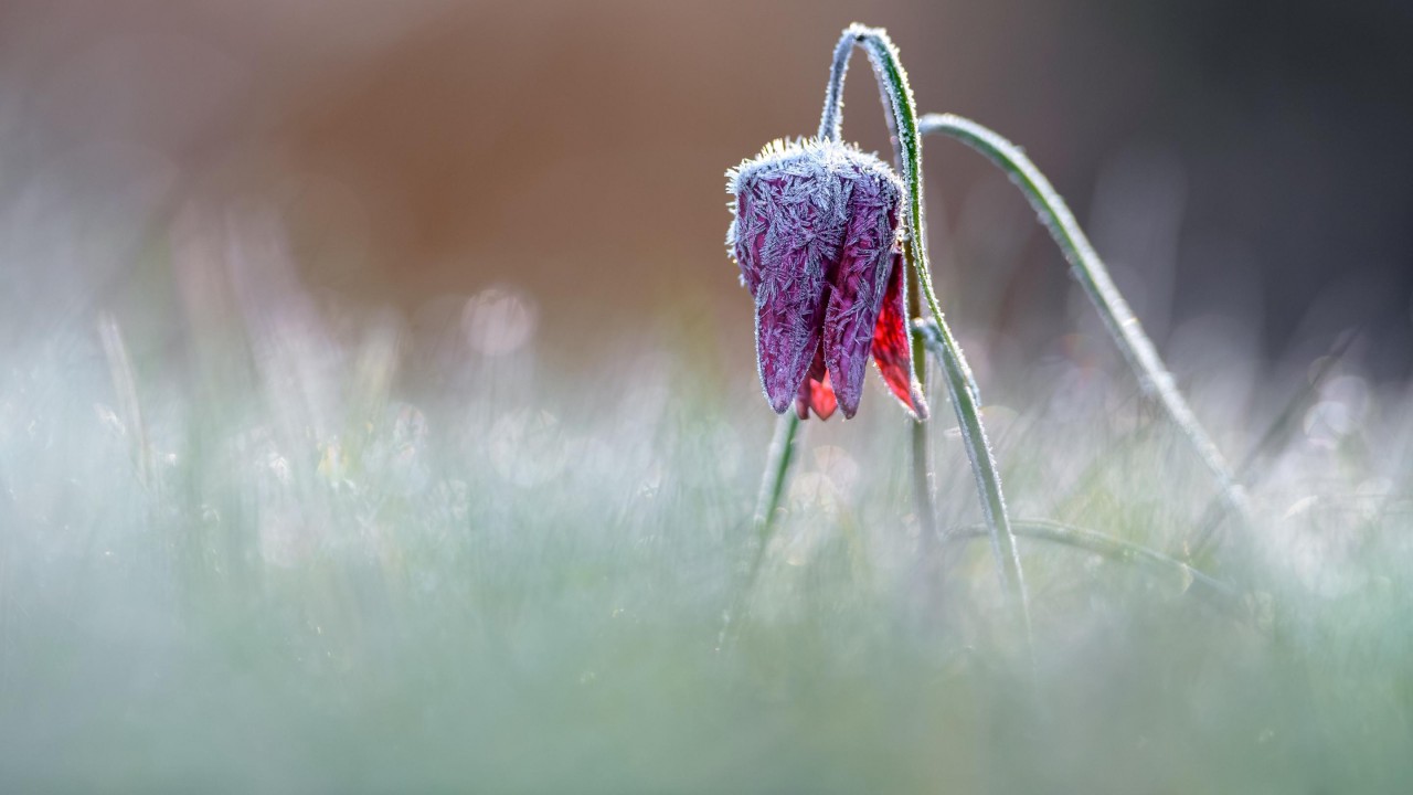 Лучший садово-парковый фотограф в конкурсе International Garden Photographer of the Year 2018