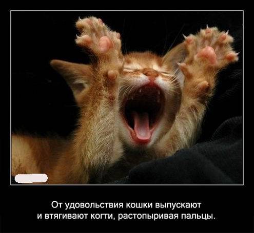 Интересные факты о кошках в картинках Интересные факты о кошках в картинках