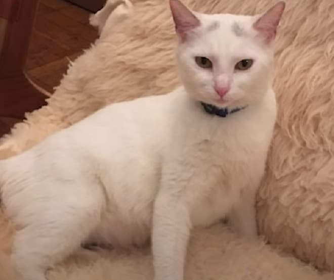 Беременная кошка Кошка на пледе