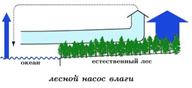 Зеленый океан жизни Зеленый океан жизни