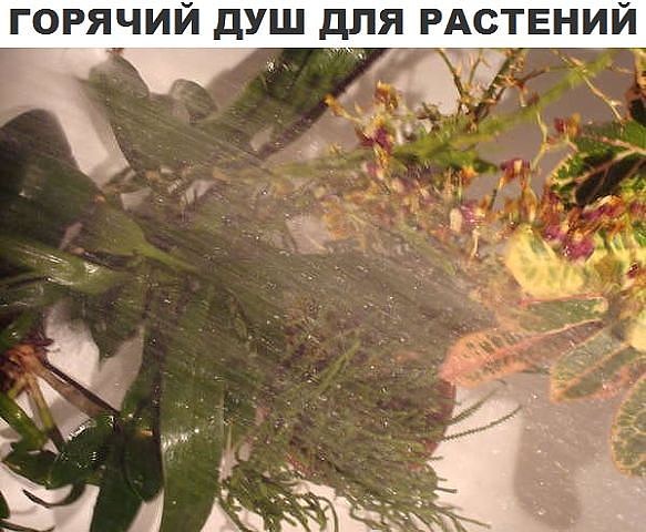 3925073__1_ (583x480, 67Kb)