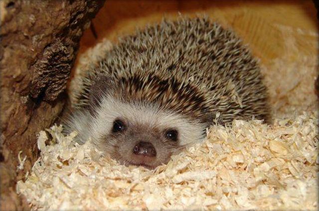 забавные фотографии животных