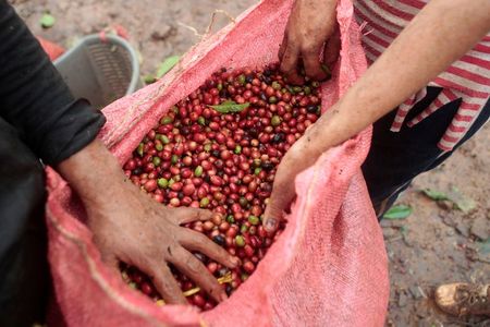 Workers show recently harvested robusta coffee fruits at a plantation in Nueva Guinea, Nicaragua December 29, 2017. Picture taken December 29, 2017. REUTERS/Oswaldo Rivas Workers show recently harvested robusta coffee fruits at a plantation in Nueva Guinea, Nicaragua December 29, 2017. Picture taken December 29, 2017. REUTERS/Oswaldo Rivas