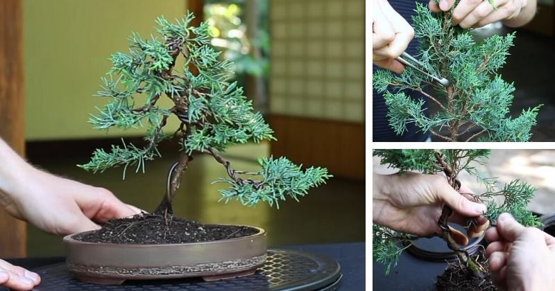 Бонсай из хвойного деревца — реально сделать своими руками