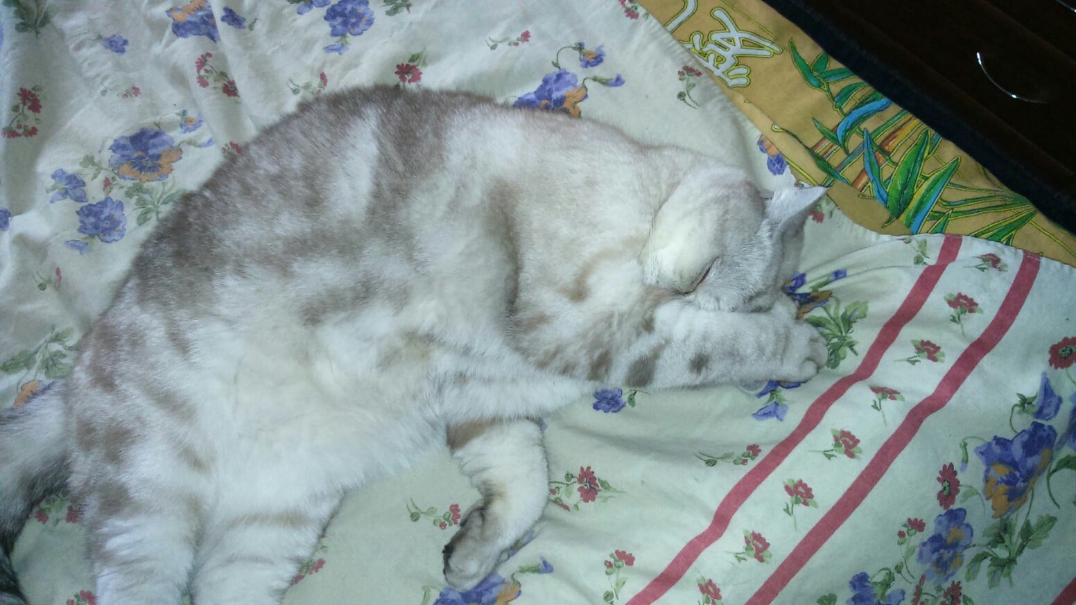 помощь коту Злых котов не бывает! Девушка пожалела сердитого слепого МУРлыку, подарив ему дом и любовь