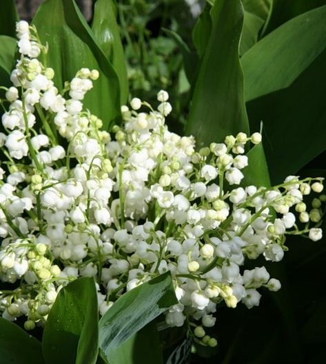 ландыш садовый посадка и уход фото онлайн ландыш садовый посадка и уход фото