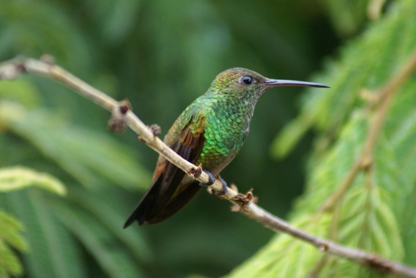 colibri