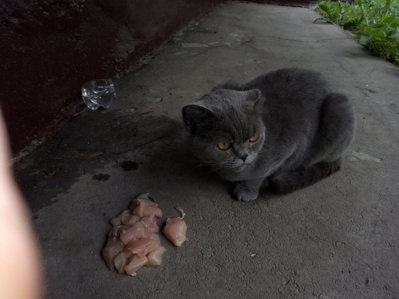 Климовск. Выбросили домашнюю британочку. Ей очень тяжело на улице.