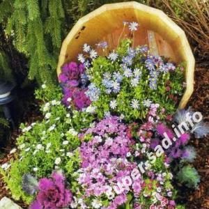 Необычная клумбы в лежащей на боку кадке.