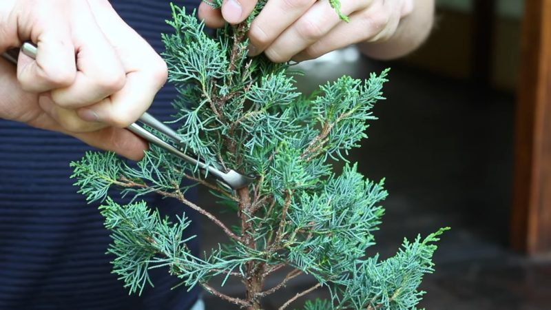 Бонсай из хвойного деревца — реально сделать своими руками