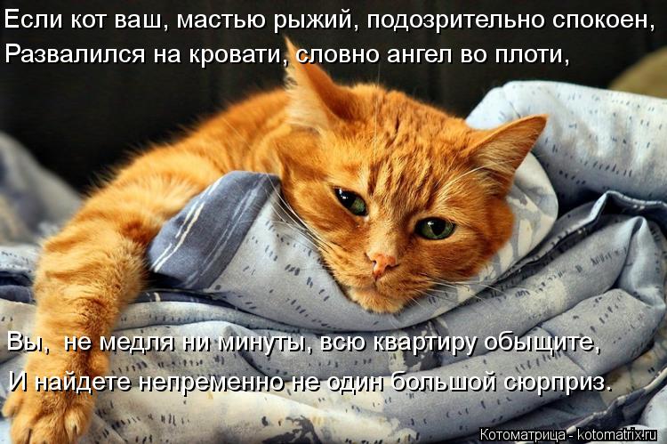 И снова котоматрица!!! И снова котоматрица!!!