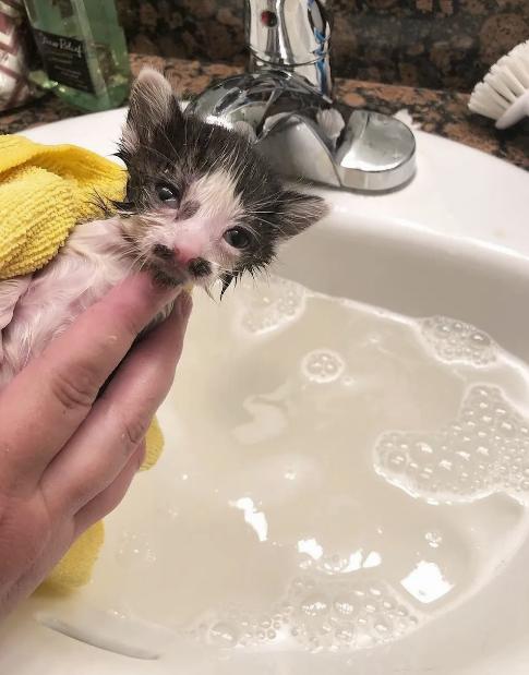 спасение котят котенка купают